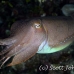 cuttlefish_reef_bo_mb_h_0086_png2191.jpg